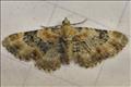 1816 (70.15) Toadflax Pug